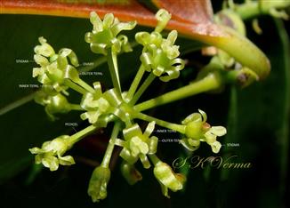  Umbel of Female Inflorescence